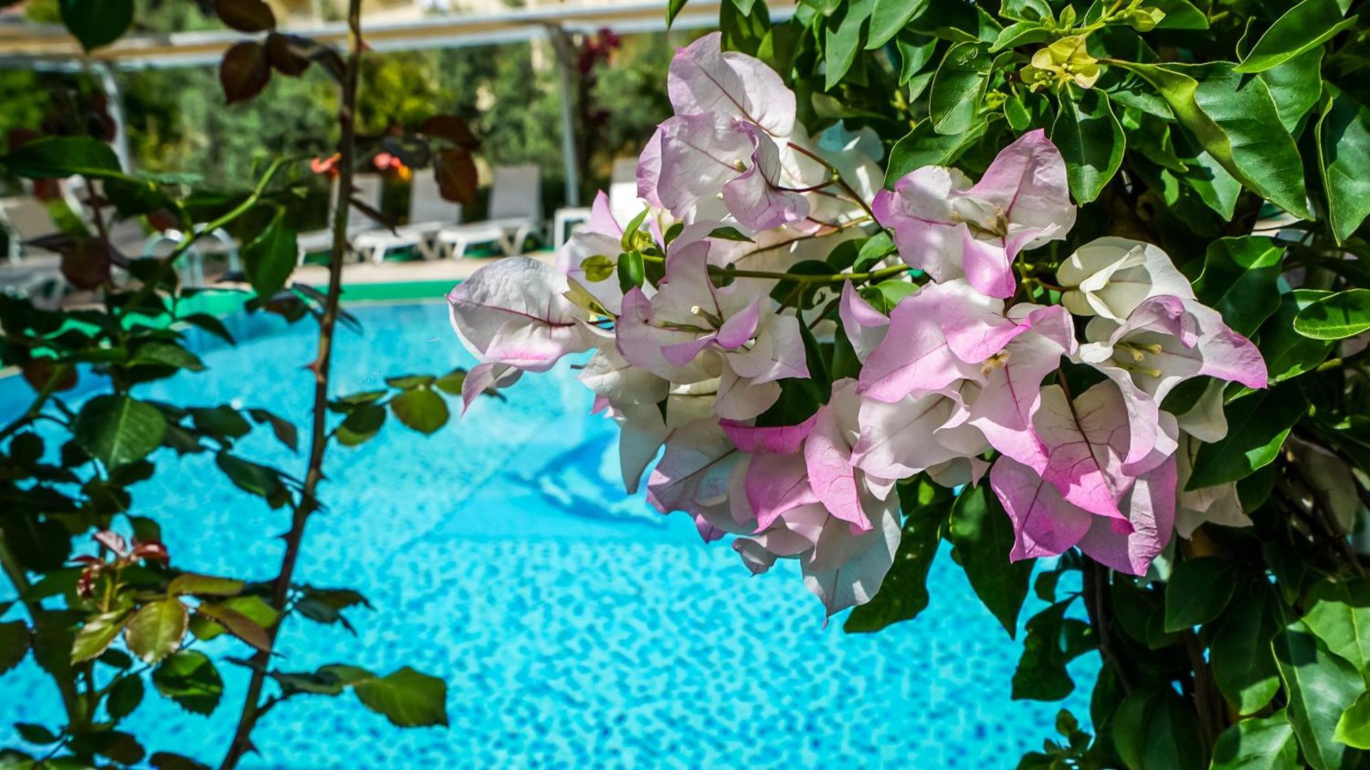 سيدي Catty Cats Garden Hotel المظهر الخارجي الصورة