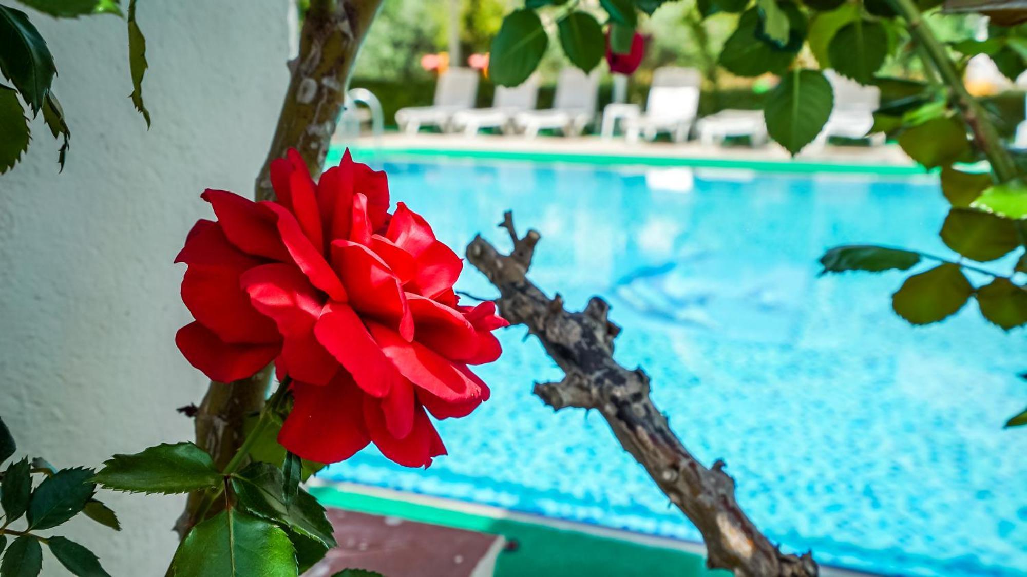 سيدي Catty Cats Garden Hotel المظهر الخارجي الصورة